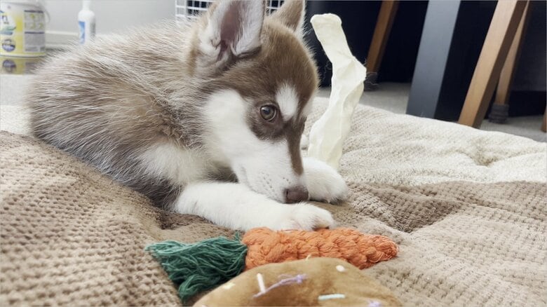 マリアンちゃんとおもちゃ