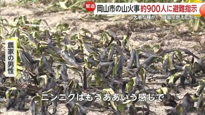 焼けてしまった農作物