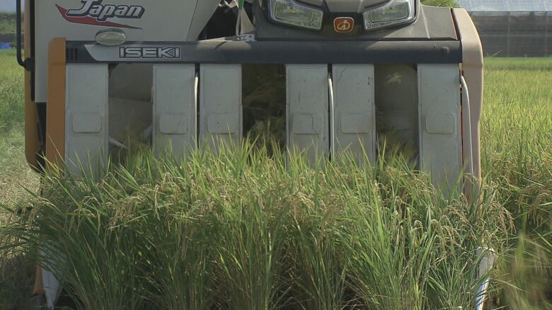 稲刈りが始まっているハナエチゼン