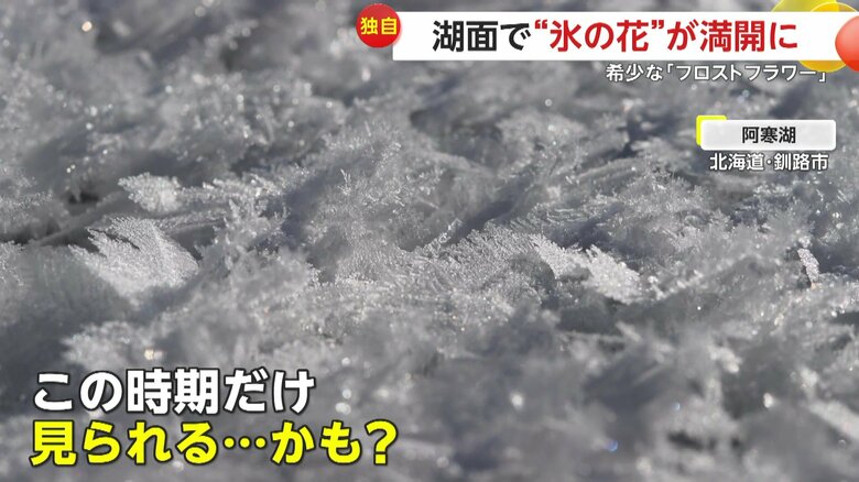 日の光に照らされキラキラと輝く「フロストフラワー」