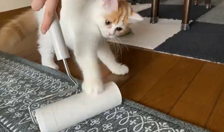 コロコロにじゃれるさらんちゃん