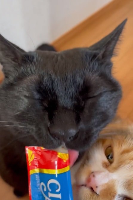 大好物のちゅ～るを堪能中