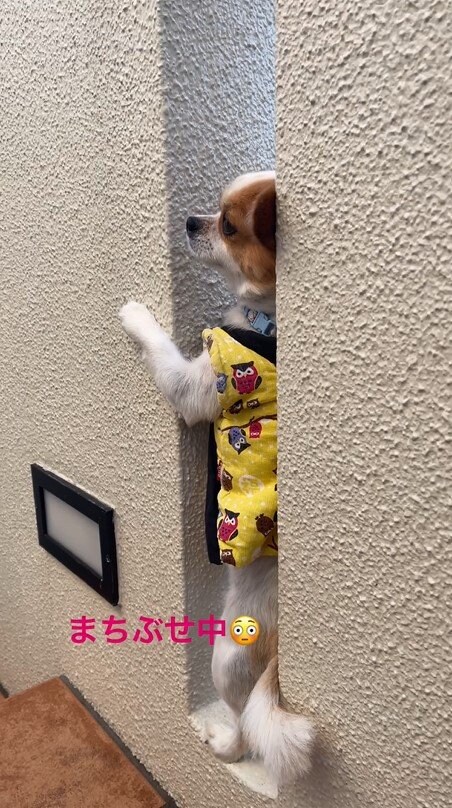 提供：SORA/ちわわさん