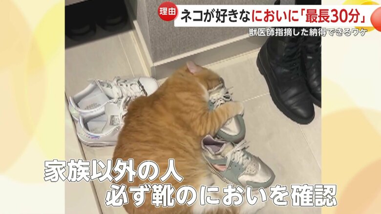 家族以外の人が家に来ると、必ず靴のにおいを確認するぐっぴー