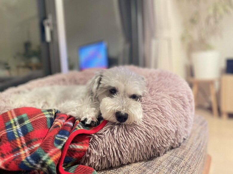 ぬくぬくくつろぎ中