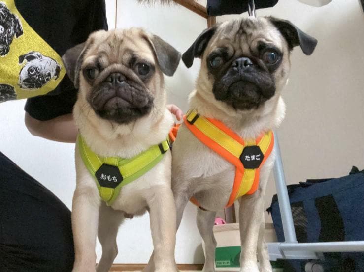 提供：たまごandおもちさん