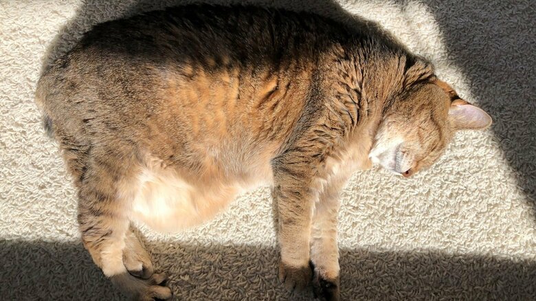 今後も幸せな日々が続いていくはずだ（提供：飼い主さん）