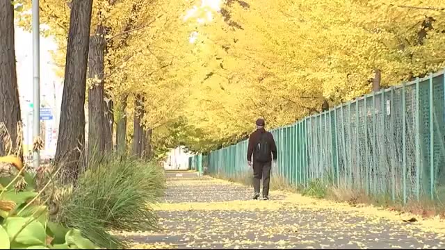 黄色アーチが色鮮やか 県営運動公園のイチョウ並木<岩手・盛岡市>
