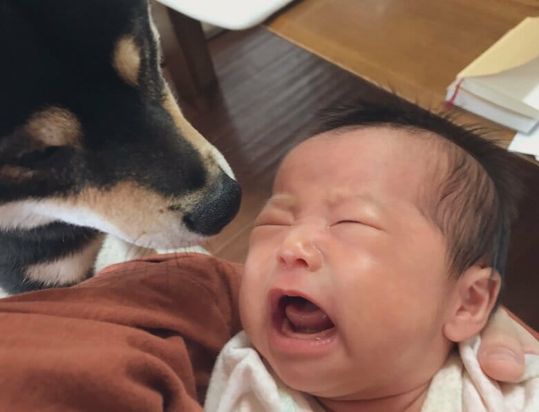 泣く赤ちゃんを見守るおはぎくん