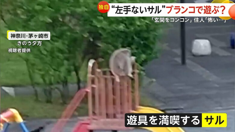 滑り台の上に上がるなど、遊具を満喫するような左手のないサル