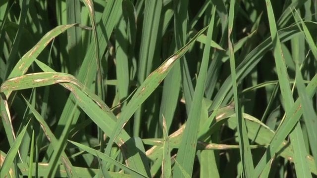 汚染水が流入した田んぼでは葉いもち病が発生