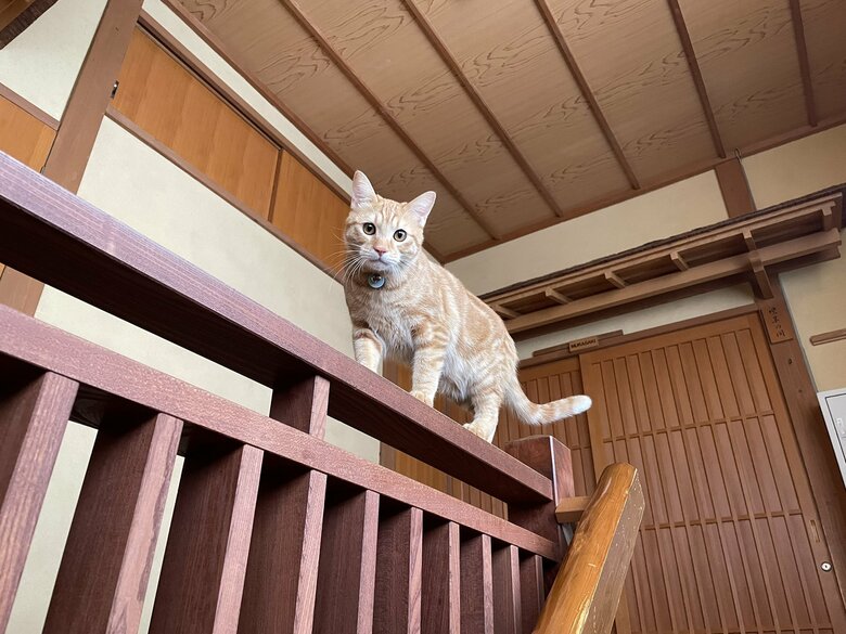 階段の様子をチェック中