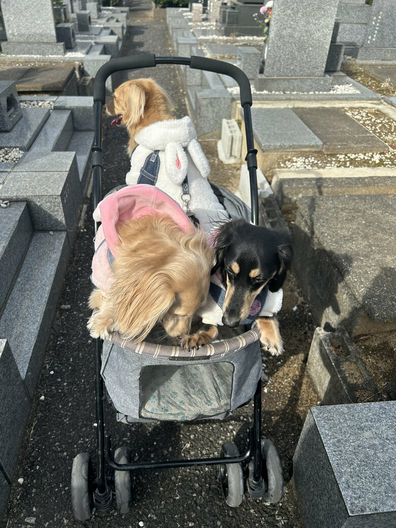 3匹揃ってカートに