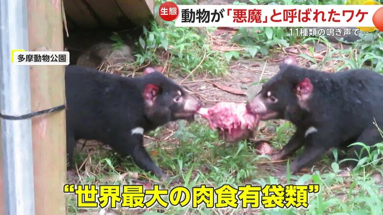 エサを取り合う2匹のタスマニアデビル（（公財）東京動物園協会提供）