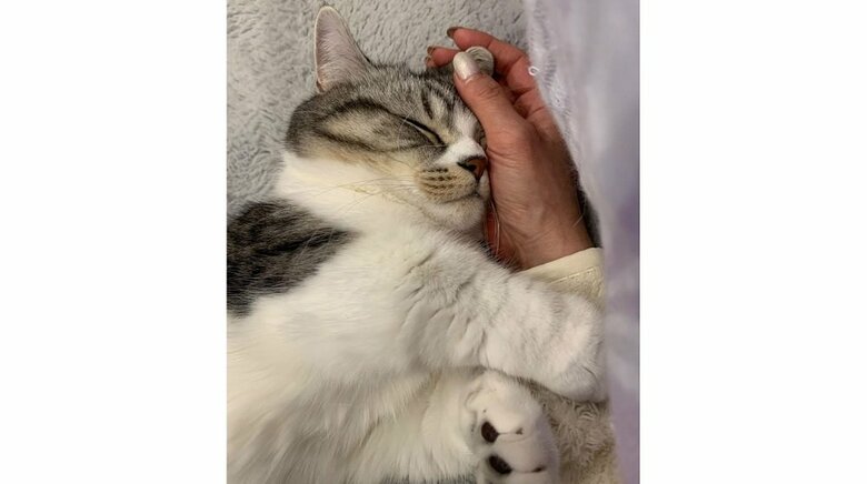 飼い主さんの腕にぴったりくっつく甘えん坊