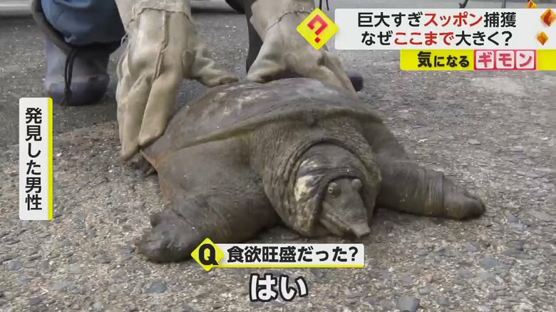 ワナのザリガニも食べ、食欲旺盛だというスッポン