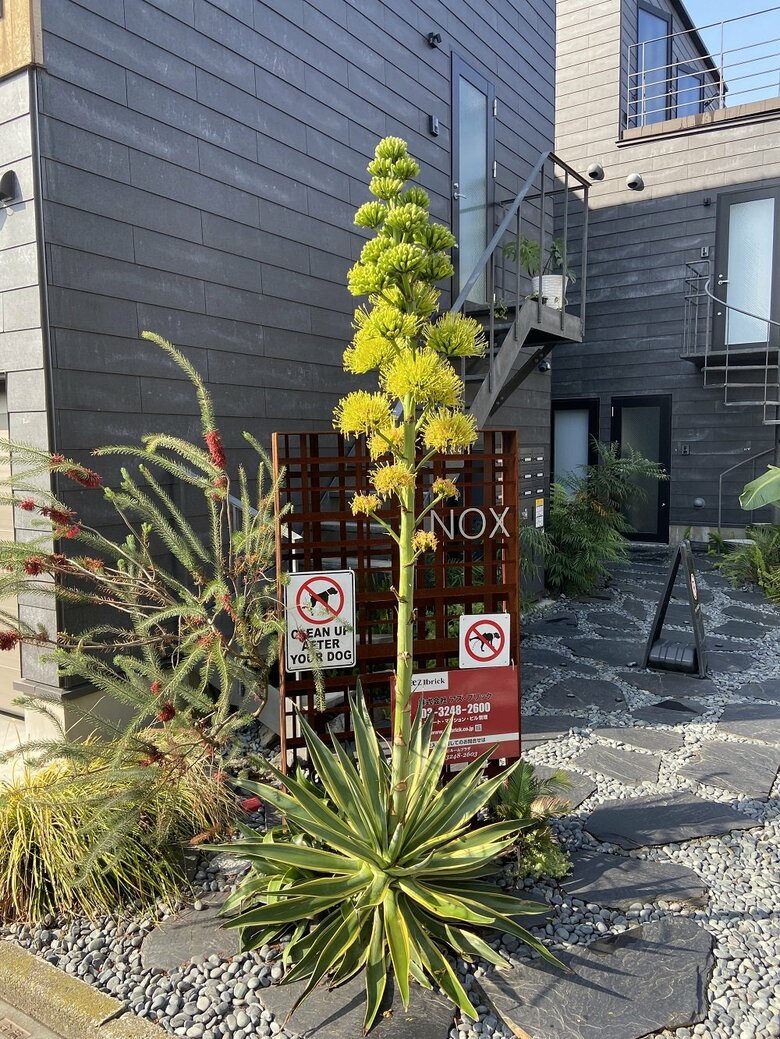 河村さん宅の庭に開花した植物