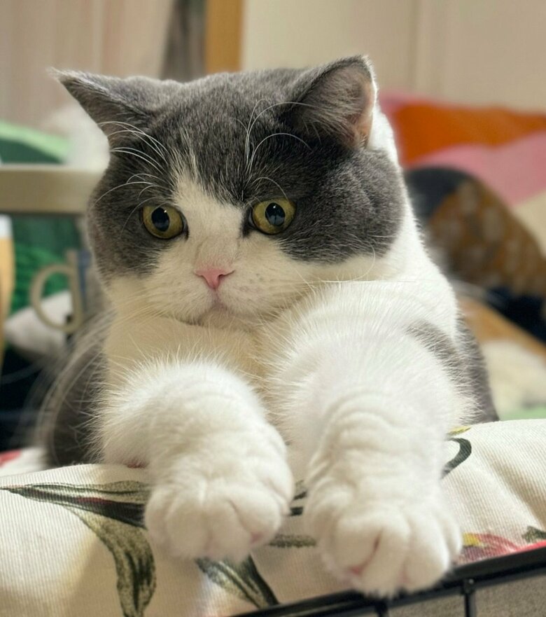 前脚ももちろんかわいい