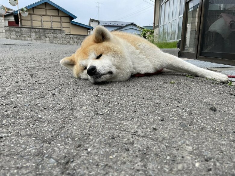 寒い日は得意でも暑い日は苦手だそう