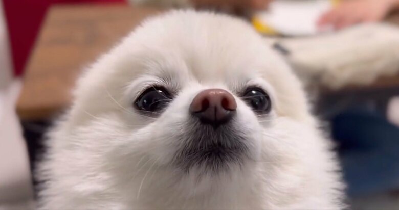 お耳はどこへ…“あざらし”になっちゃったぽんちゃん