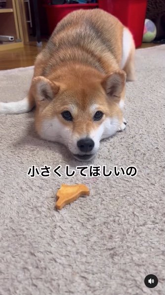 提供：柴犬ゆきちゃん