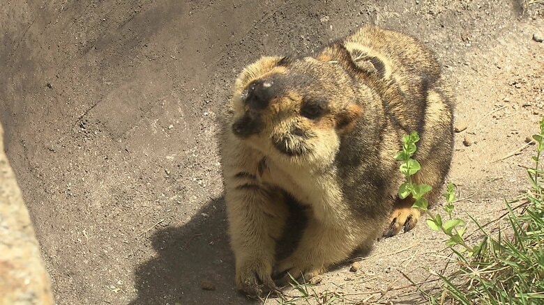 来園者にもカメラ目線で対応