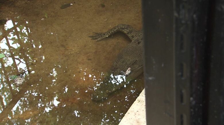 ワニの池の上を歩く場所も