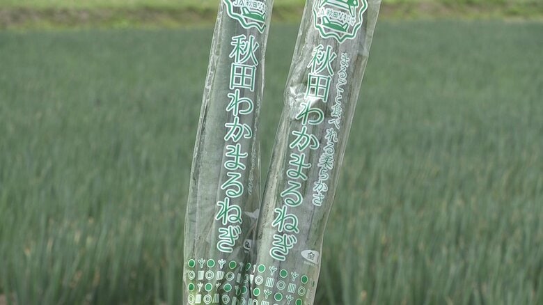 市場デビューから3年目を迎えた「秋田わかまるねぎ」