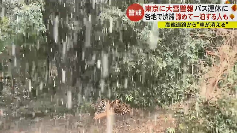 木陰でじっと身を潜めるトラ