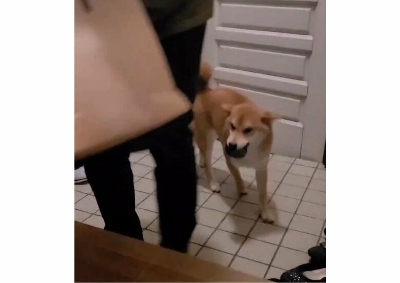 提供：犬さん