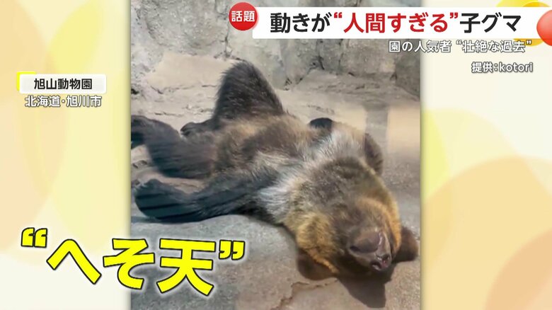 来園者の目の前でおへそ丸見えの状態で寝そべる“へそ天”姿を披露するすなすけ