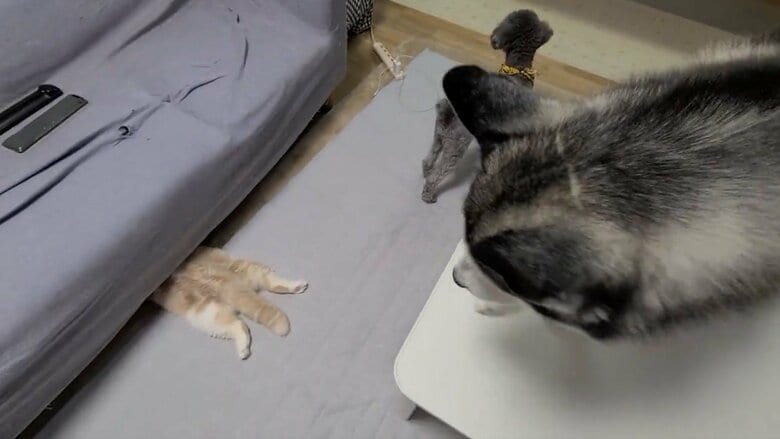 提供：犬と猫の親バカ日記さん