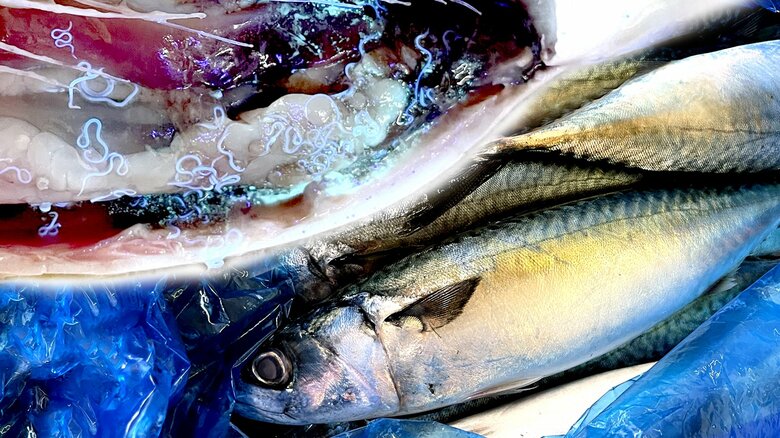 画像を加工　提供：宮崎大学医学部感染症学講座寄生虫学分野