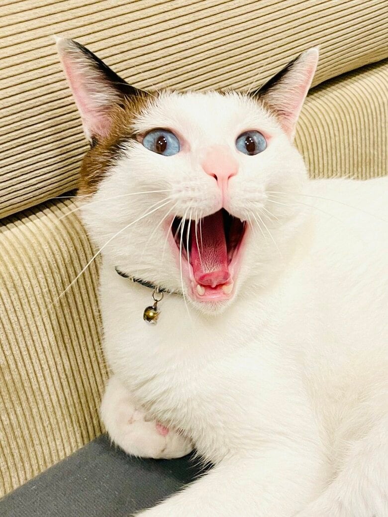 どこかやり遂げた満足げな様子のあくび（提供：つくね＆ひまりさん）