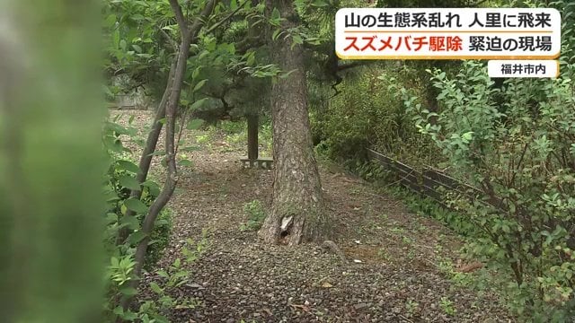 子供たちの集合場所にオオスズメバチの巣が