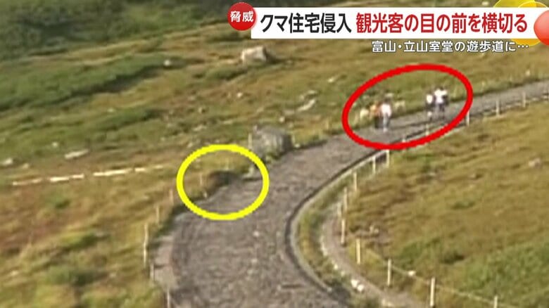 遊歩道で観光客の目の前を横切るクマ（富山・立山室堂）②