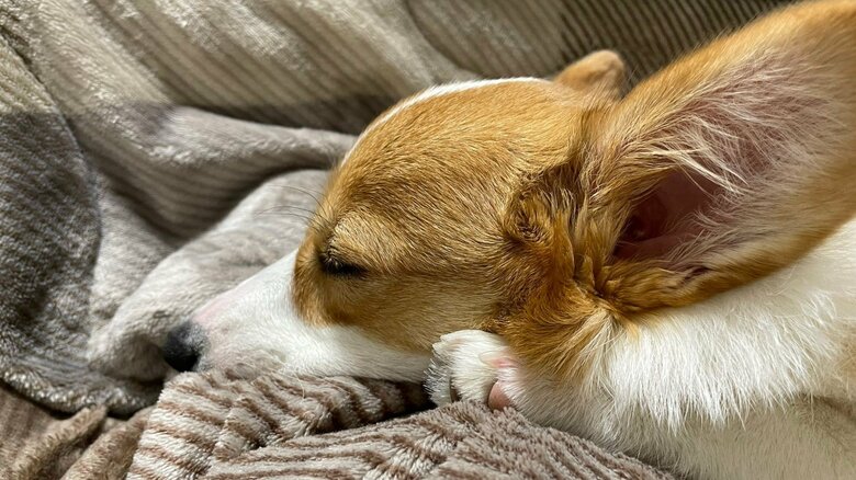 すやすやと眠る姿