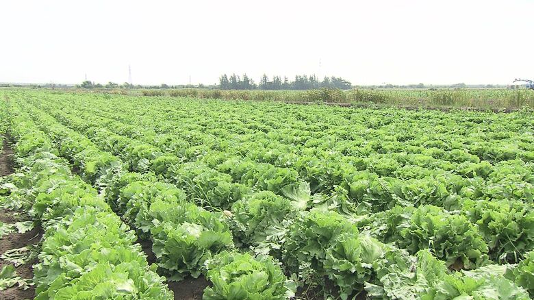 北海道江別市のレタス畑