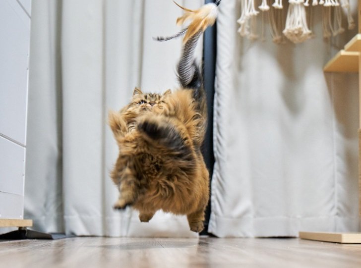 これが躍動感あふれる写真を撮る一歩？