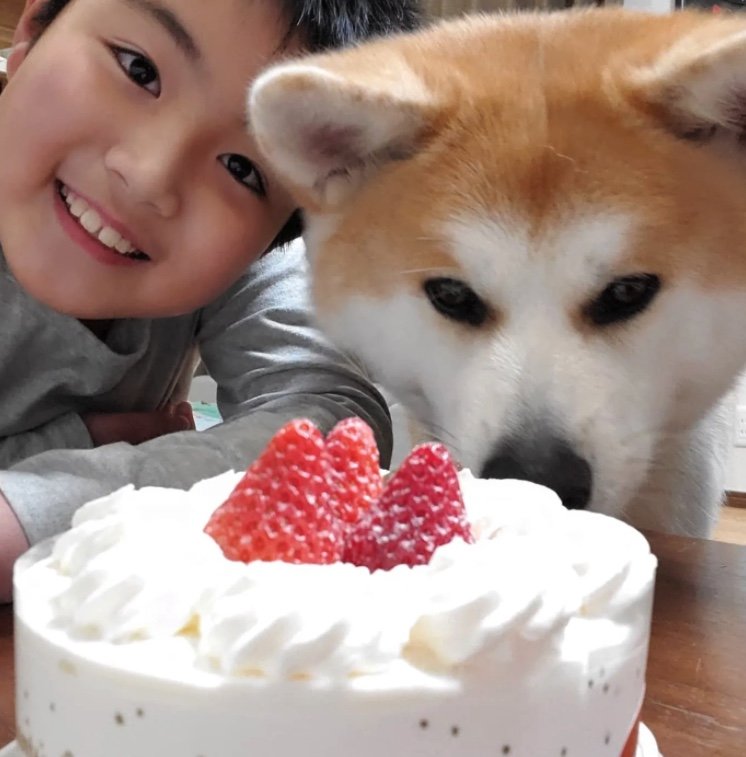 提供：秋田犬 杏(あん)と蓮(れん)さん