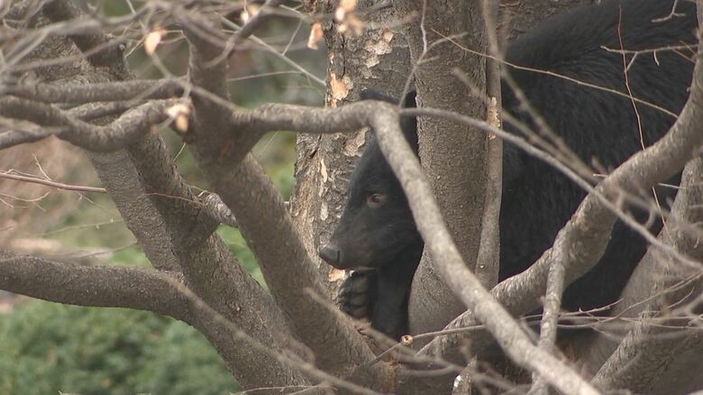 木の上に座りこむクマ　猟友会や市の職員らとにらみ合い