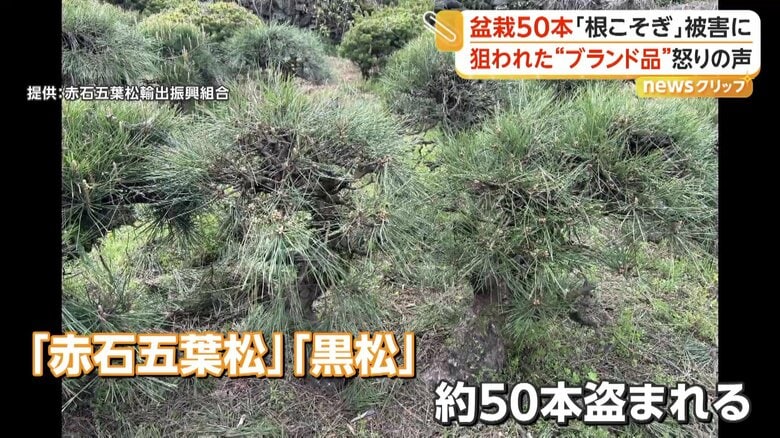 被害に遭ったのはブランド盆栽の「赤石五葉松」「黒松」
