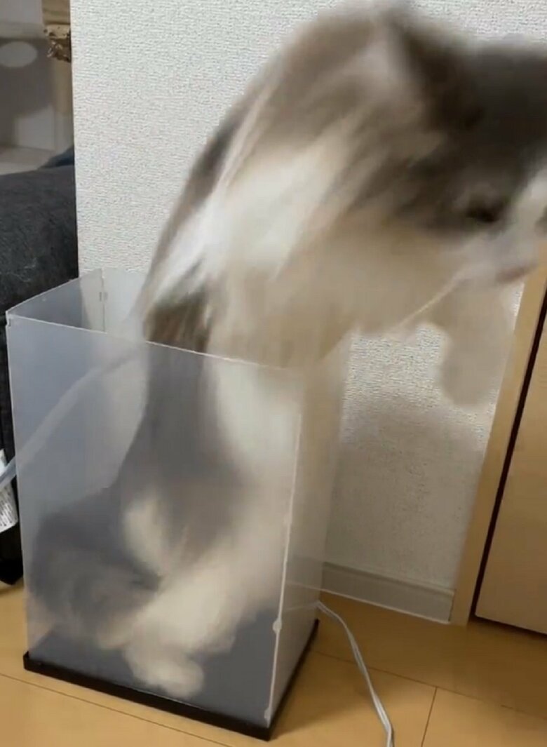 自らで脱出に成功！