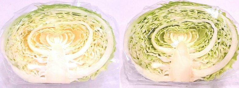 左：切りたてのキャベツ　右：電気のついた部屋に1日放置したキャベツ（提供：青髪のテツさん）
