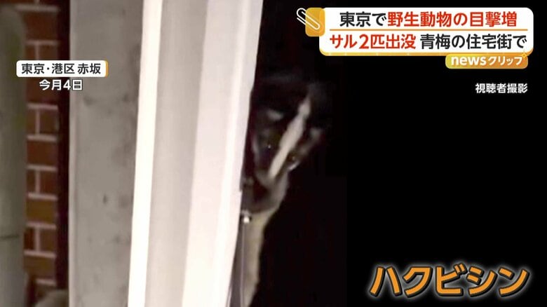 ゴールデンウィーク中に目撃されたハクビシン（4日、港区・赤坂）