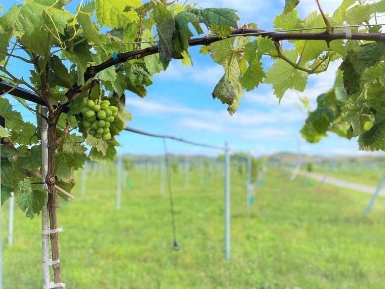 ニュージーランドで育つブドウ