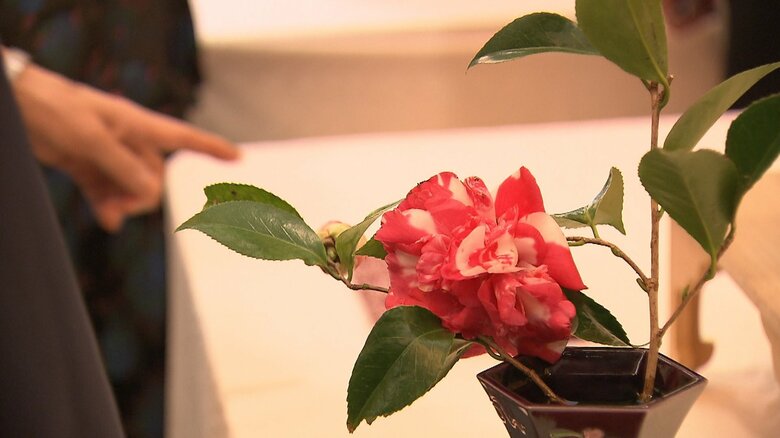 ７月に亡くなった久子さまの母ゆかりの椿が一輪　