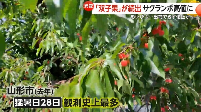 2023年猛暑が続いた山形のサクランボ畑