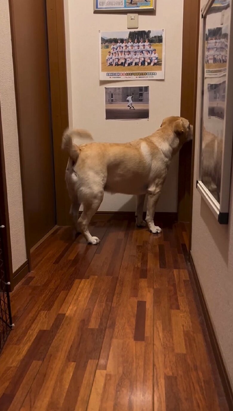 立ち上がり尻尾をブンブンしている　パパさんが起きたようだ