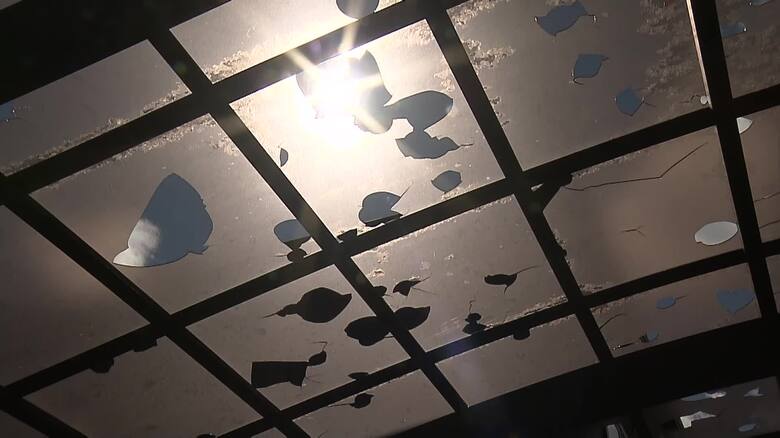 ひょうの被害の様子